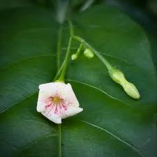 Image result for Psychotria ealaensis