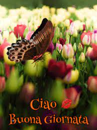 Carta da parati a fiori carta da parati modello sfondi carini sfondi scrivania sfondi vintage disegni per carta da parati carta da parati originale festa hippie farfalle di carta. Pin Su Buongiorno