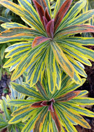 Image result for Euphorbia torta