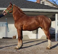Among all belgian draft horses, petra is the strongest. Belgian Draft Horses For Sale At Alliant Energy Center Madison Wi