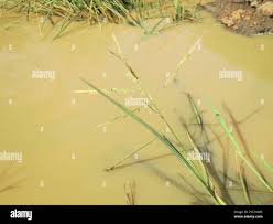 Image result for Oryza longistaminata
