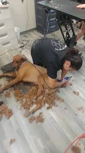 Visit your local jacksonville petsmart store for essential pet supplies like food, treats and more from top brands. All Pets Grooming Salon Home Facebook