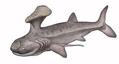 Stethacanthus was not unlike many modern sharks in body shape. Stethacanthus Dinopedia Fandom
