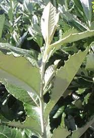 Image result for Brachylaena discolor