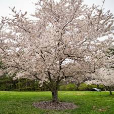 In usda zone 6, it will freeze to the ground. Flowering Cherry Trees For Sale Kwanzan Yoshino Okame Cherry Tree