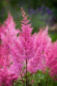 3 Gorgeous Pink Astilbe Shade Plants Flowers Nature Plants