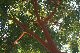 Image result for Eugenia malangensis