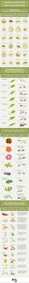 Common Garden Pests And How To Manage Them Infographic With Images Garden Pests Identification Garden Pests Backyard Garden