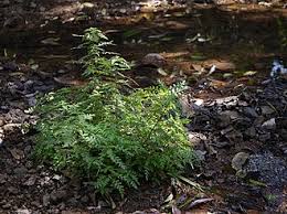 Image result for Hygrophila okavangensis