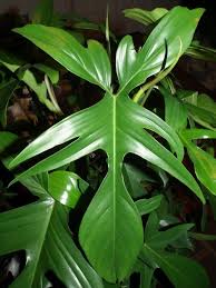 Philodendron Florida Plantae Jardinagem Plantas Ornamentais