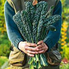 Cavolo nero is curly kale's tall, dark italian cousin. Kale Seeds Nero Di Toscana Dobies