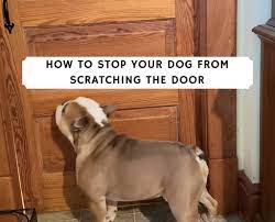 How do i stop my dog scratching the door? How To Stop Your Dog From Scratching The Door 2021 We Love Doodles