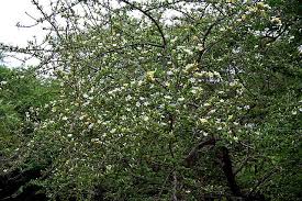 Image result for Catunaregam obovata