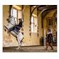 Cavendish Horses: The Art of Manege at Bolsover Castle