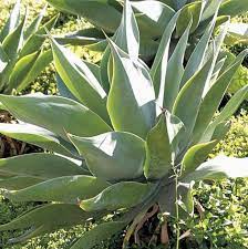 Maka dari itu pandan wangi masuk dalam jenis tanaman herbal obat alami keluarga (toga). 10 Jenis Tanaman Hias Daun Penyejuk Rumah Blog Ruparupa
