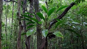 Classification apg iii (2009) classification apg iii (2009) clade angiospermes clade monocotylédones ordre alismatales famille araceae les araceae (aracées) sont une famille de plantes qui comprend quelque 3 500 espèces réparties en environ 129 genres. Rhodospatha Oblongata Poepp Endl Tropical Rainforest Plants Nature Inspiration