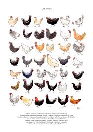 Illustratrice A Bordeaux Numerique Ou Aquarelle Crayon Encres J Aime Dessiner Pour La Jeunesse Les Animaux Et La C Art De Poulet Poulet Dessin Art De Coq
