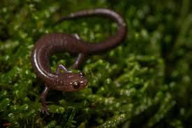 Image result for Pycnostachys orthodonta