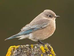 Maybe you would like to learn more about one of these? Eastern Bluebird Sounds All About Birds Cornell Lab Of Ornithology