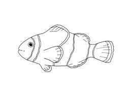 In addition to the white coloring, black edging outlines each fin with varying thickness. Clownfish Coloring Page By Mama Draw It Teachers Pay Teachers