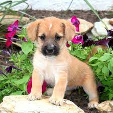 Cairn Terrier Mix Puppies For Sale Greenfield Puppies Cairn Terrier Puppies Cairn Terrier Mix Terrier Mix