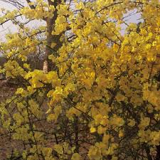 Image result for Rhigozum zambesiacum