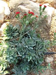 Image result for Kleinia fulgens