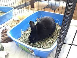Best rabbit litter box with grate. Litter Training Wabbitwiki