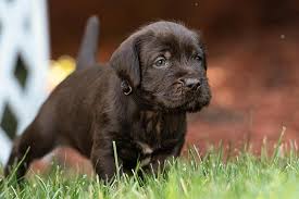 Pudelpointer puppies for sale 2020. Pudelpointer Dog Breed Information American Kennel Club