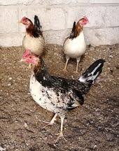 We did not find results for: 19 Brass Back Ideas Game Fowl Chicken Breeds Rooster Breeds