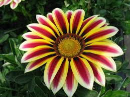 We did not find results for: Fiore Come Una Margherita Fiori Da Giardino Nomi Descrizione E Foto