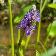 Image result for Pontederia