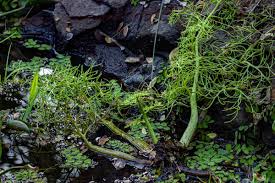 Image result for Parkeriaceae