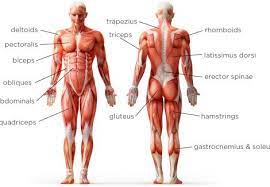 Location of origin or insertion: Muscle Names And Locations On Screen Learning