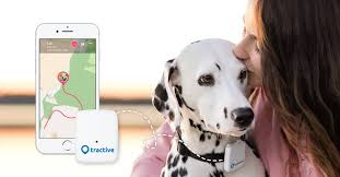 Gps Tracker For Dogs With Activity Monitoring Gps Tracker Dog Gps Hunting Dogs