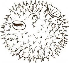 How To Draw A Blowfish Puffer Fish Art Drawings Fish Drawings