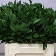Asp Setac Middel Getopt Verdeata Flori De Vanzare Floral Design Plants Floral