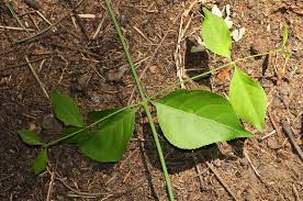 Image result for Hippocratea