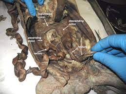 Obtain your cat and tray, place it dorsal surface down. Cat Dissection