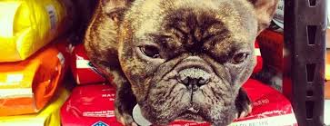 Twin lakes pet & bird clinic. The 13 Best Pet Stores In Austin