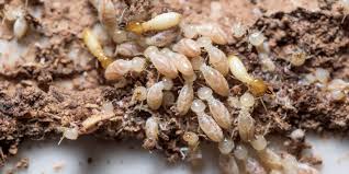 Sk pest management's termite control methods. Termite Treatment Perth Best Eco Friendly Termite Control Barriers
