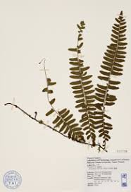 Image result for Arthropteris palisotii
