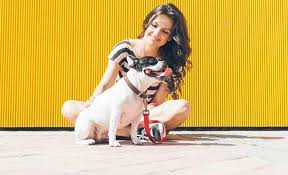 Pet insurance is designed to help cover unexpected veterinary expenses when your pet is sick or injured. How Much Should I Charge For Overnight Dog Sitting 2021 Update