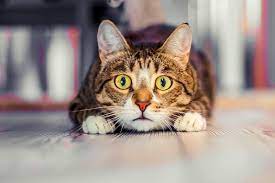 Do Cats Feel Guilty