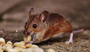 Does Mice Like Peanut Butter Maine News Online