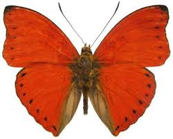 Image result for Rawsonia burtt-davyi