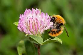 Image result for Bombus pascuorum pallidofacies