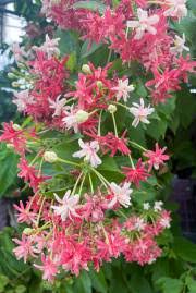 Image result for Combretum paniculatum