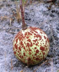 Image result for Landolphia owariensis