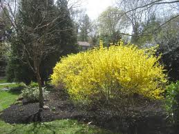 Future Plants By Randy Stewart Forsythia Ground Cover Plants Shrubs For Borders Forsythia